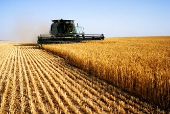 Mateno Duo_Campo de cultivo.jpg